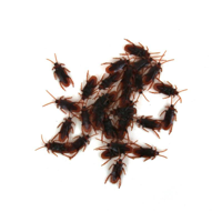 30PK COCKAROACHES
