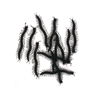 12PK 12CM CENTIPEDE