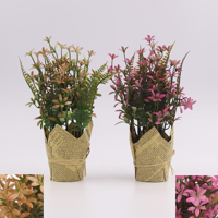 STAR JASMINE POT