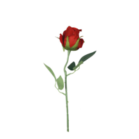 55CM COLUMBIAN RED ROSE