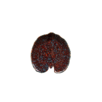COSTA NOVA RIVIERA ALCHEMILLE LEAF 176mm VIGNE (VEP181-VGN) (*301593*) = PACK OF 6 X EACHES