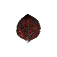 COSTA NOVA RIVIERA HYDRANGEA LEAF 218mm VIGNE (VEP221-VGN) (*301591*) = PACK OF 6 X EACHES