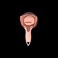 ZANZI LUXURY STRAIN COCKTAIL STRAINER w/HDL ROSE GOLD 200mm (*Z0329*) =  1 X EACH